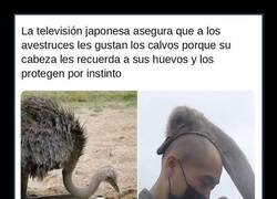 Enlace a Los avestruces que adoran a los calvos