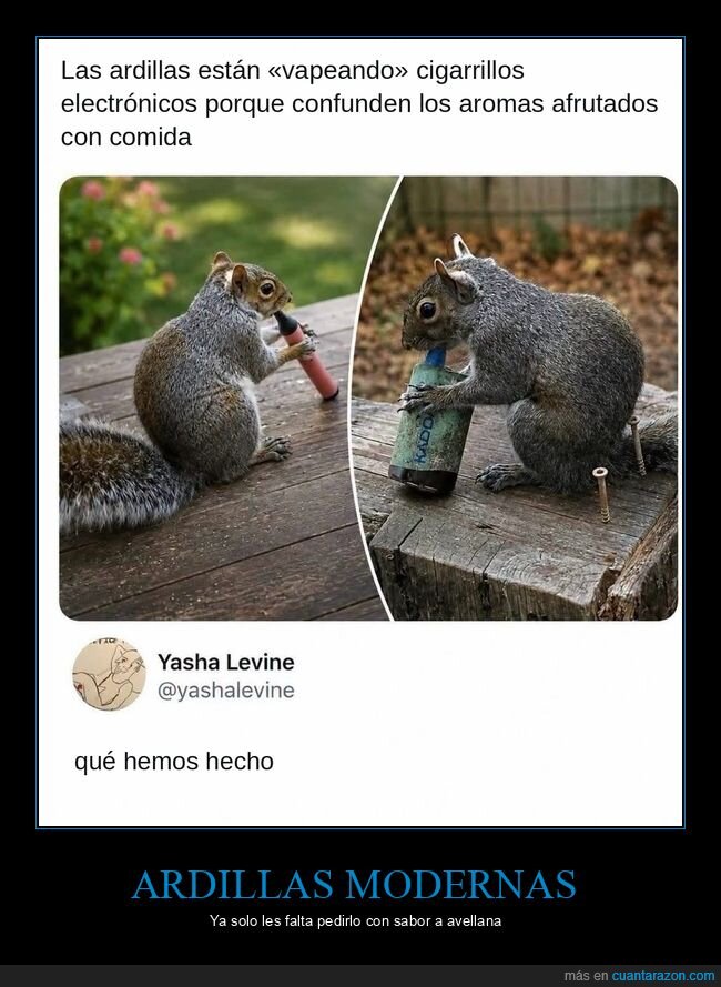 ardillas,animales,vapeo,naturaleza