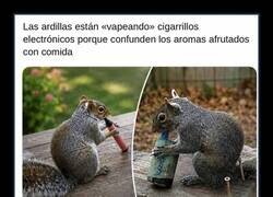 Enlace a Ardillas modernas