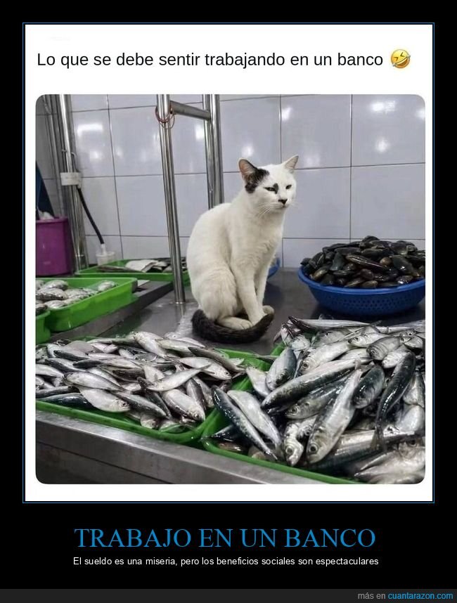 gato,pescado,banco,mercado,trabajo