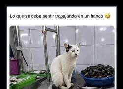 Enlace a Este gato ha encontrado el trabajo de su vida