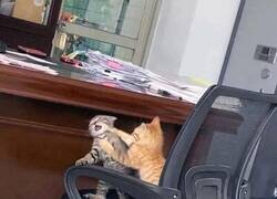 Enlace a Al gato de la oficina le ha llegado el finiquito
