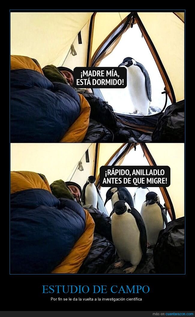 pinguinos,tienda de campa&ntilde;a,cientifico,antartida