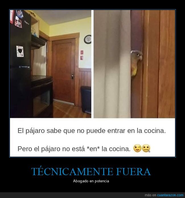 pajaro,cocina,mascota,normas