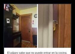 Enlace a El pájaro que entendió perfectamente las normas