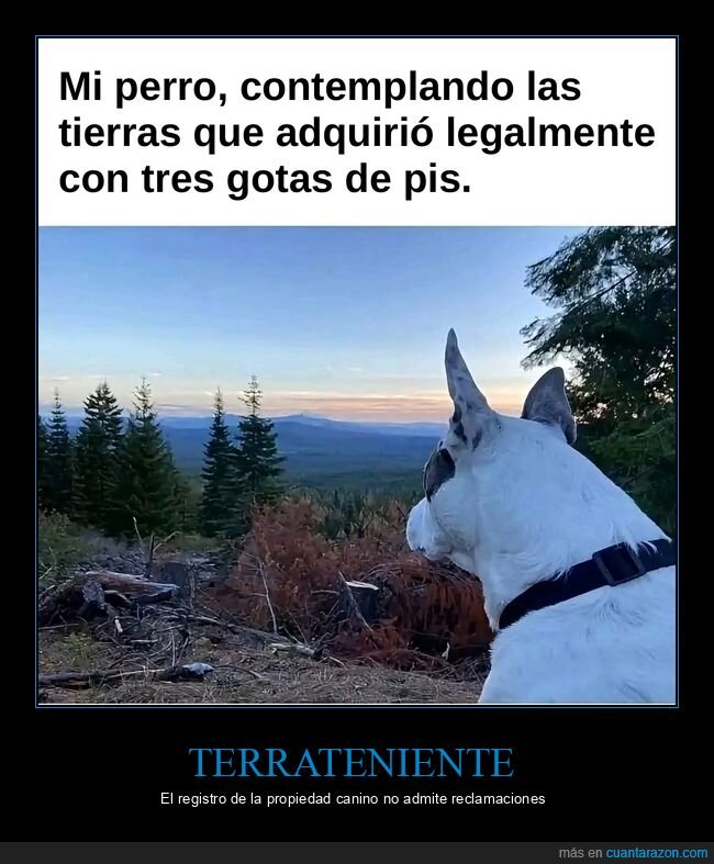perros,pis,territorio,paisaje
