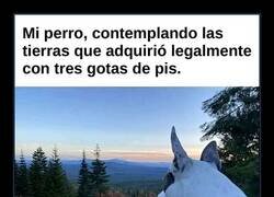 Enlace a Mi perro, terrateniente gracias a tres gotas de pis