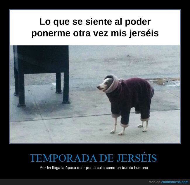 oto&ntilde;o,jersey,fr&iacute;o,perros