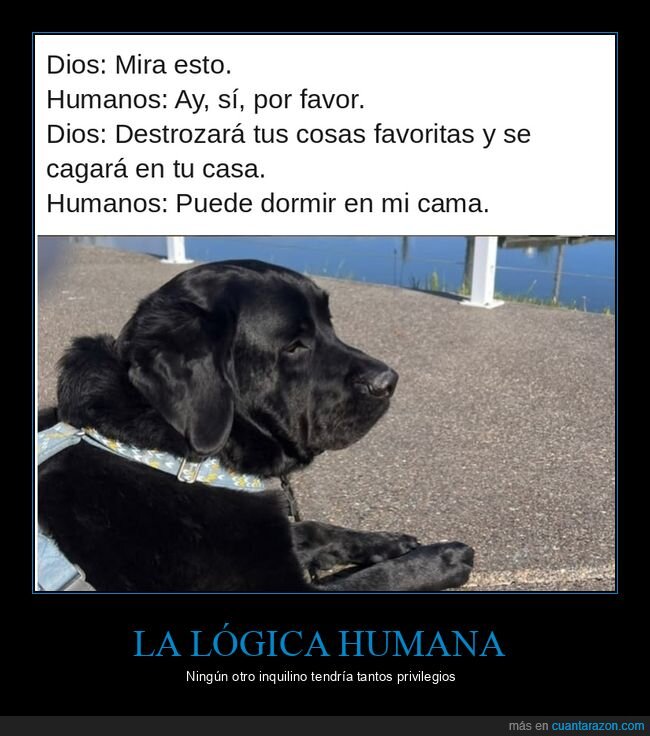 perros,mascotas,dios,humanos,amor