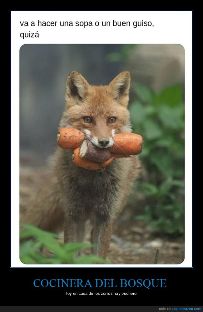 zorro,zanahorias,sopa,animales,tuit