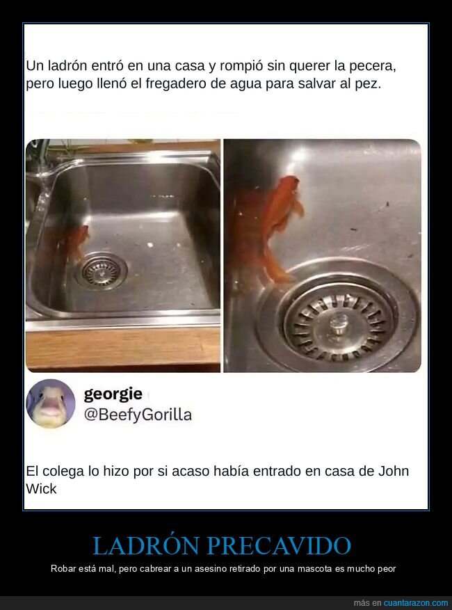 ladrones,peces,John Wick,mascotas