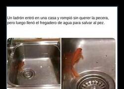 Enlace a El ladrón que salvó al pez por si acaso
