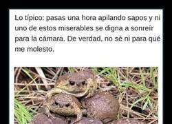 Enlace a Una hora apilando sapos para nada