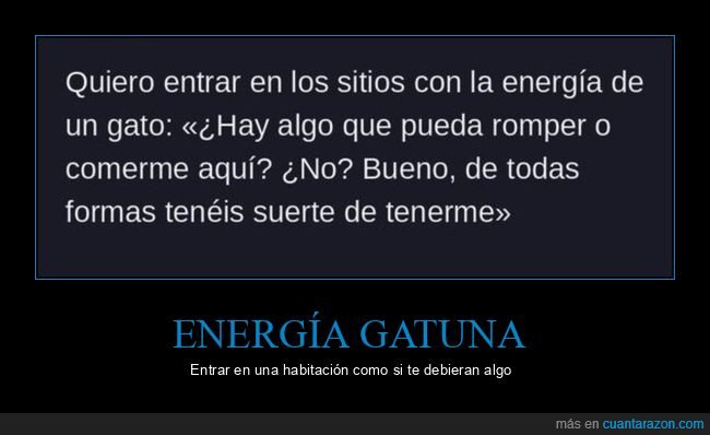 gatos,actitud,tuit,autoestima,animales
