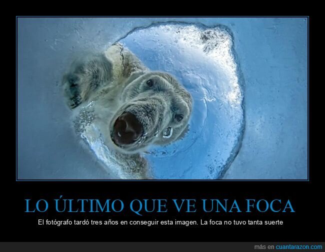 oso polar,foca,&aacute;rtico,depredador,naturaleza