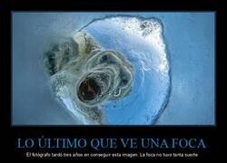 Enlace a Un oso polar asomándose al agujero de respiración de una foca, visto desde abajo