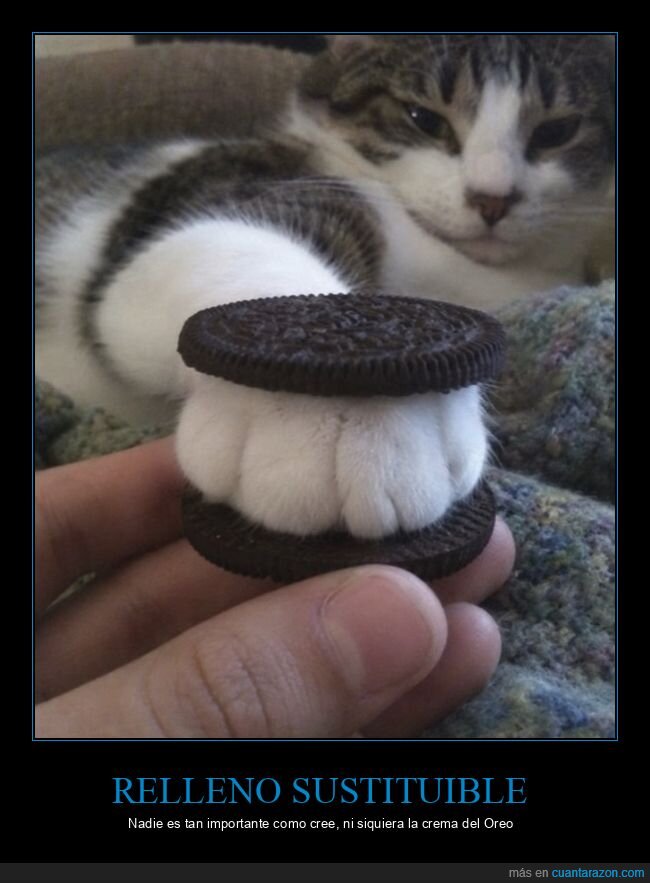 gato,oreo,pata,galleta,mascota