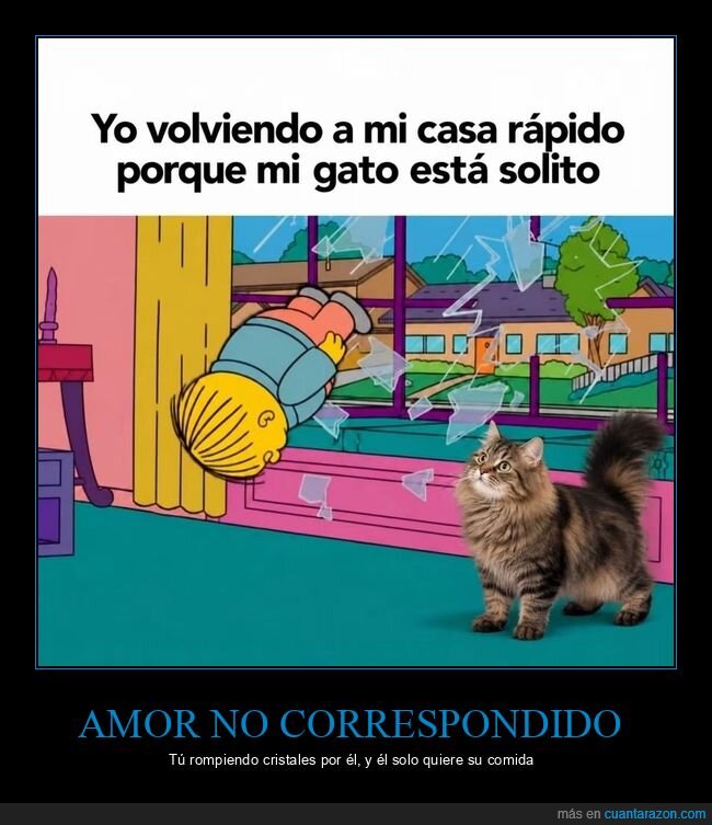gato,mascota,hogar,prisa,cristal
