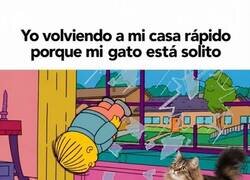 Enlace a Volviendo a casa rápido porque mi gato está solito
