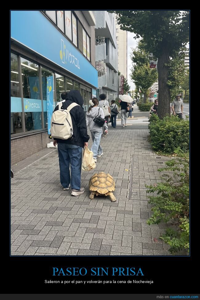 tortuga,paseo,jap&oacute;n,mascota,calle