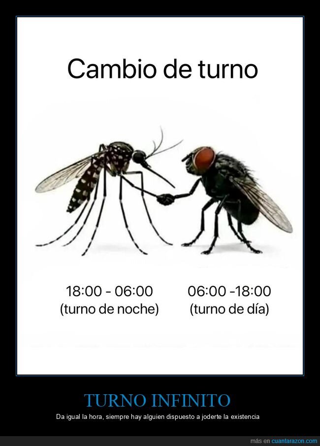 mosquito,mosca,turno,insectos,relevo