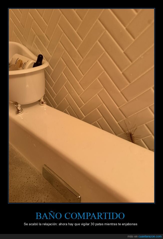 ciempi&eacute;s,ba&ntilde;o,ba&ntilde;era,insecto,convivencia