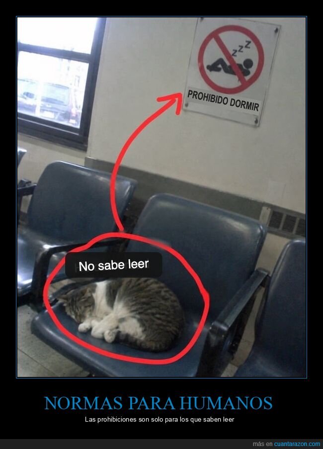 gatos,siesta,carteles,normas,sala de espera