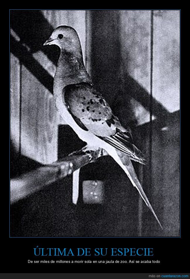 paloma,extinci&oacute;n,especie,zool&oacute;gico,historia