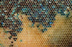 Enlace a Las abejas de Alsacia que comieron M&M’s