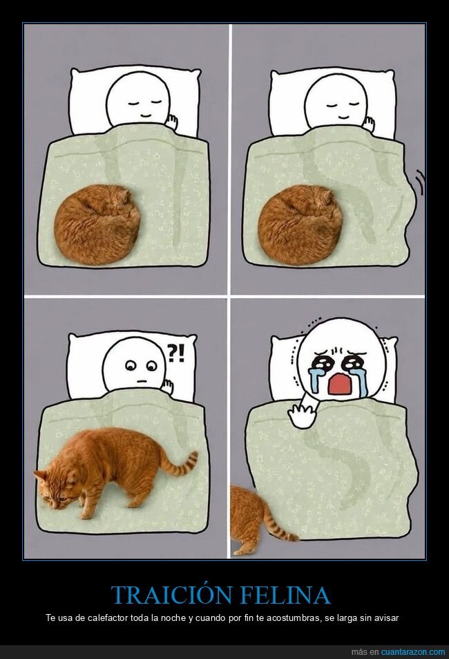 gatos,cama,dormir,traici&oacute;n,c&oacute;mic