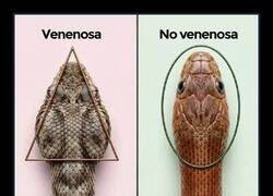 Enlace a La guía definitiva para identificar especies peligrosas