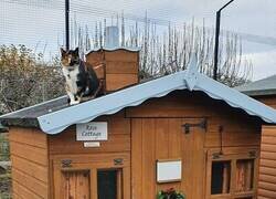 Enlace a Una residencia británica para gatos jubilados que los salvó de la eutanasia