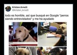 Enlace a El mejor remedio para un mal día: perros entrevistados