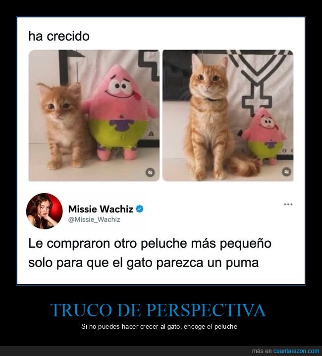 gatos,peluches,puma,animales