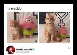 Enlace a Un gato que crece y un dueño con mucha imaginación