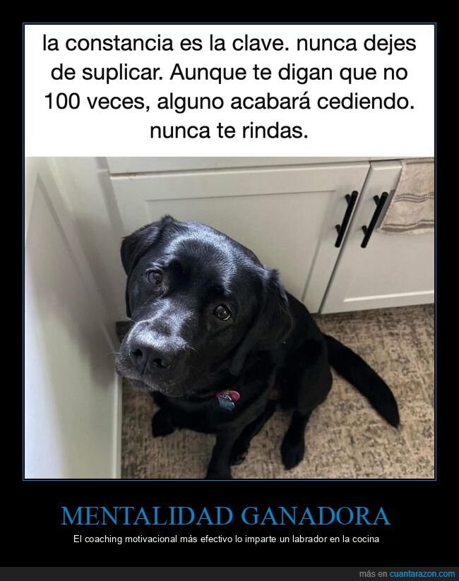 perros,comida,constancia,animales