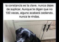 Enlace a El coaching motivacional más efectivo lo imparte un labrador