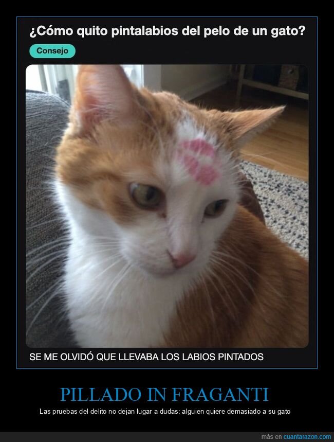 gatos,besos,pintalabios,animales