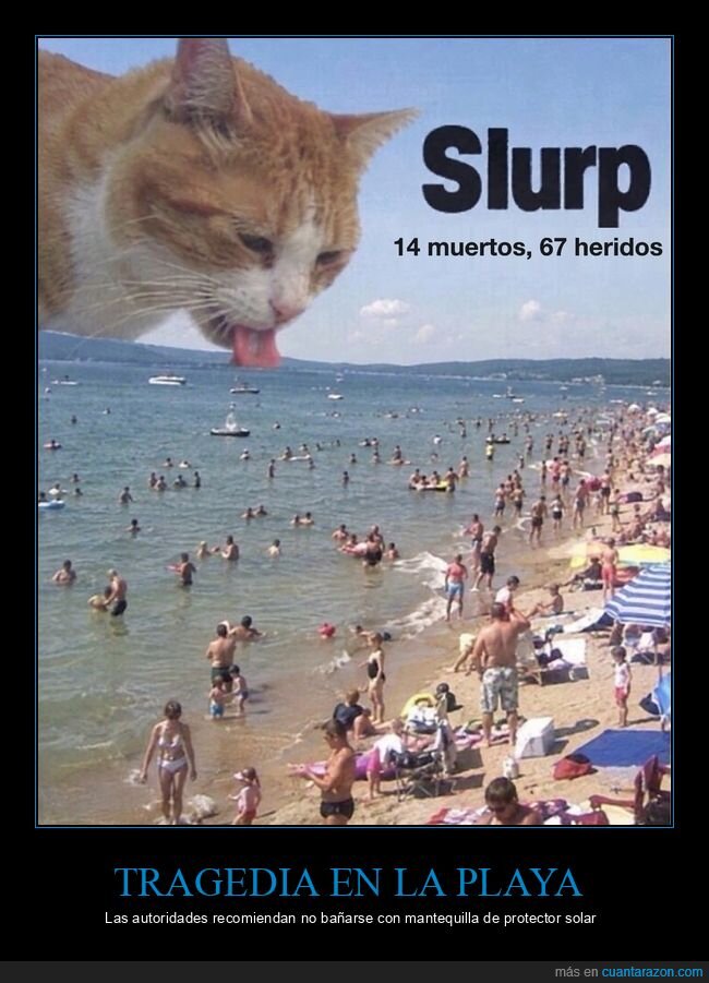 gatos,playa,humor negro,absurdo