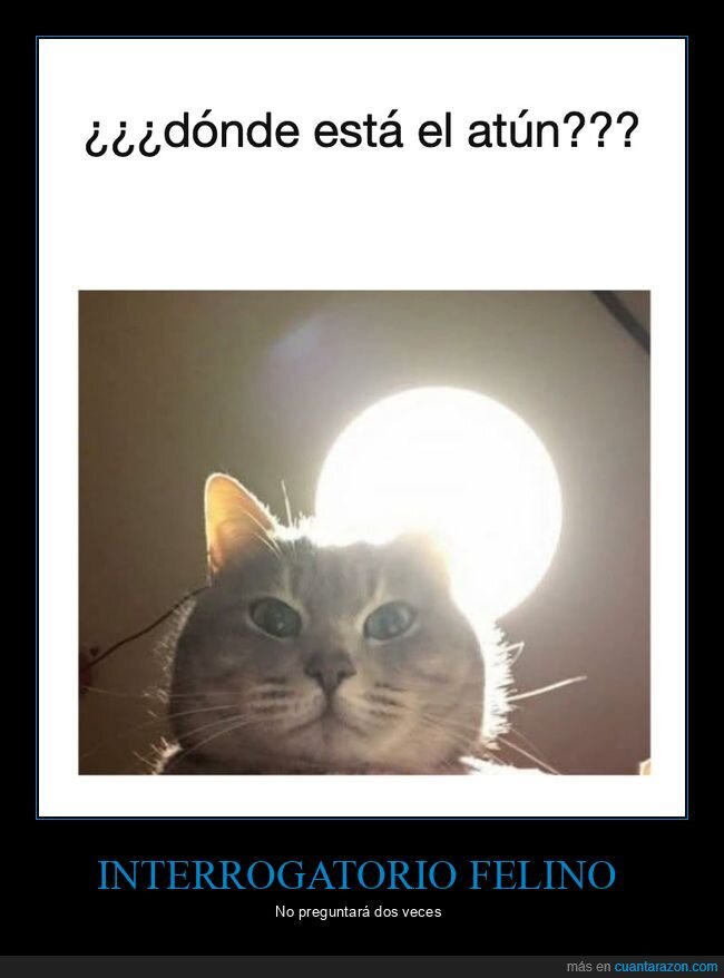 gatos,atun,comida,mascotas,interrogatorio