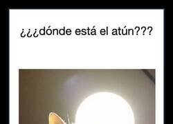 Enlace a El interrogatorio de un gato hambriento