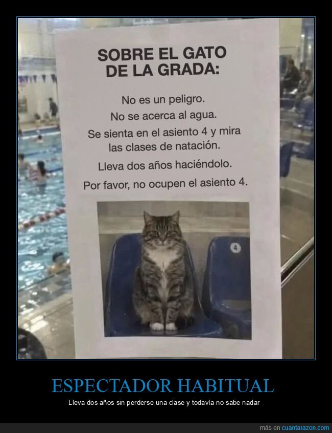 gatos,piscina,nataci&oacute;n,carteles,mascotas