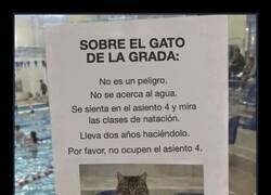 Enlace a El gato que lleva dos años viendo clases de natación
