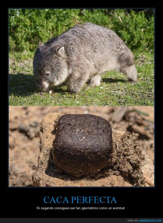 wombat,excremento,naturaleza,cubo,animales