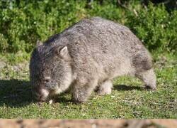Enlace a El wombat, el único animal que hace cacas en forma de cubo