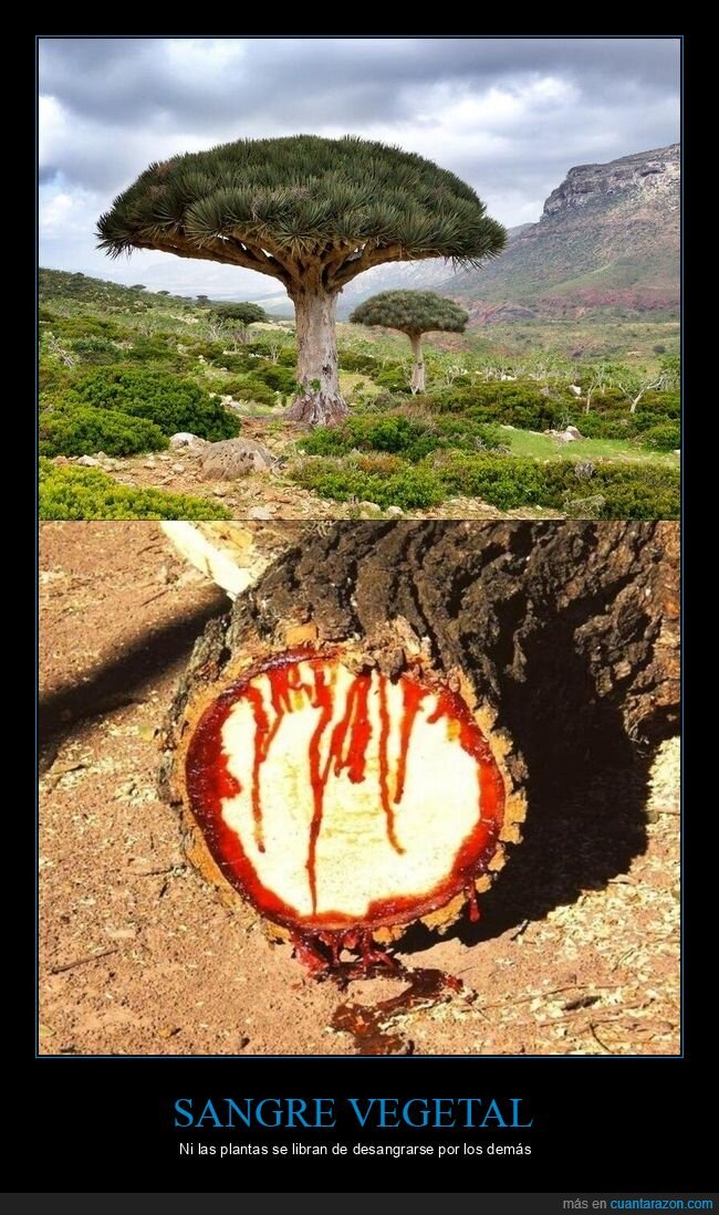 &aacute;rbol,savia,Socotra,naturaleza,resina