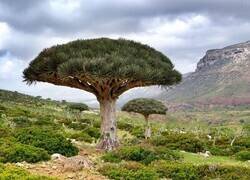 Enlace a El drago de Socotra, el árbol que sangra