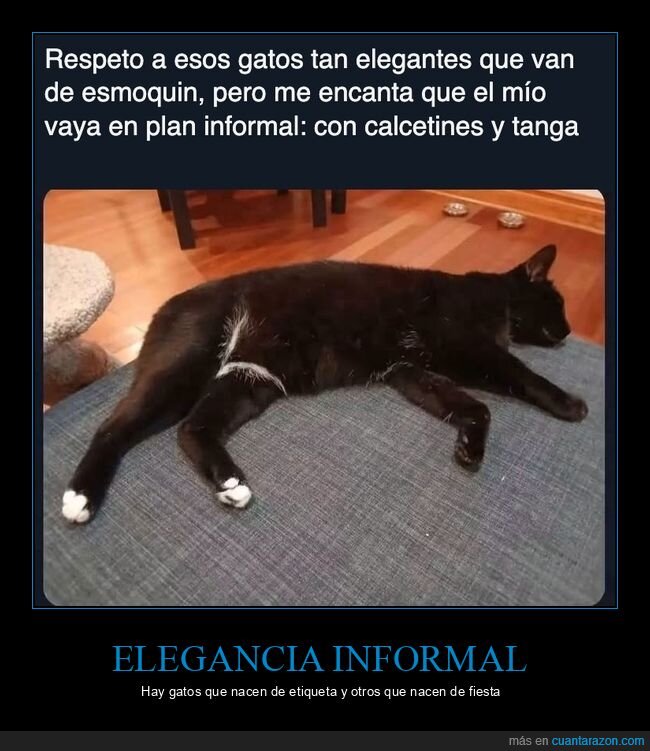 gatos,mascotas,tanga,calcetines,humor