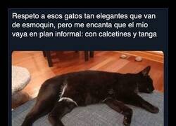 Enlace a Hay gatos que nacen de etiqueta y otros que nacen de fiesta