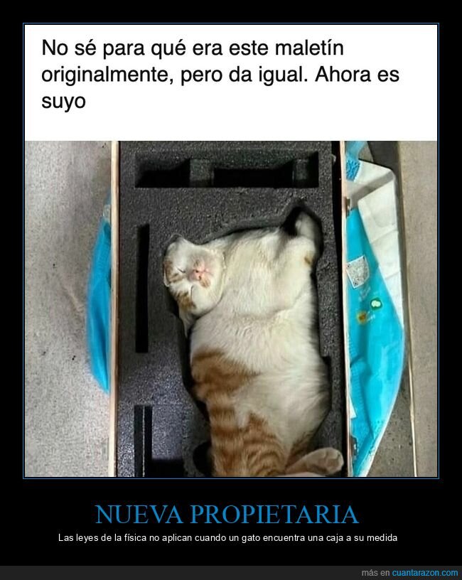 gatos,mascotas,cajas,humor